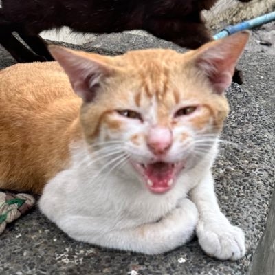 One of JackSam's rescued street cats